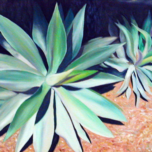 Mission Agave, Oil on Canvas 11x14