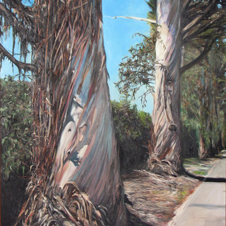 Giant Eucalyptus  On HWY 192 Montecito, Oil on Linen 40x60