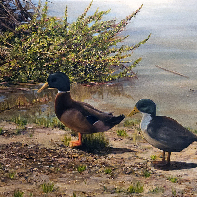 Ducks at SB Bird Refuge Oil on Linen 18x24